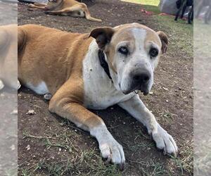 Boxer-Unknown Mix Dogs for adoption in San Antonio, TX, USA