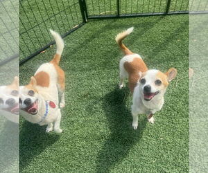 Chihuahua Dogs for adoption in Phoenix, AZ, USA