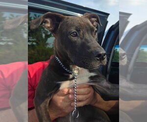 American Staffordshire Terrier-Labrador Retriever Mix Dogs for adoption in Foristell, MO, USA