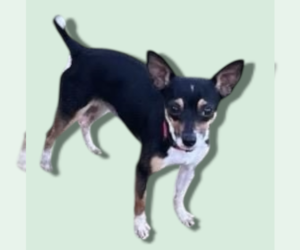 Chihuahua-Unknown Mix Dogs for adoption in Rockville, MD, USA
