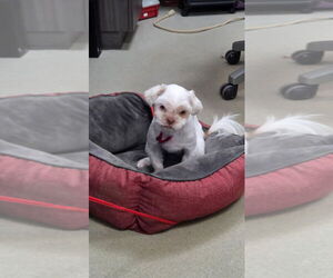 Shih Tzu-Unknown Mix Dogs for adoption in South Bend, IN, USA