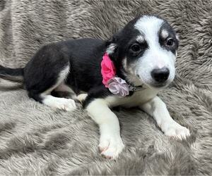 Australian Shepherd-Unknown Mix Dogs for adoption in Grafton, WI, USA