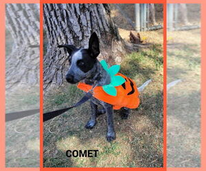 Mutt Dogs for adoption in Granbury, TX, USA