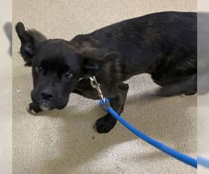 Boxer-Unknown Mix Dogs for adoption in Anchorage, AK, USA