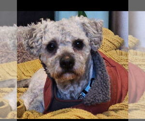 Poodle (Miniature)-Unknown Mix Dogs for adoption in Plymouth, MN, USA