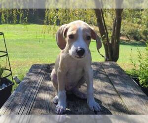 Bogle Dogs for adoption in Find us on Facebook- MARS of Illinois, Murphysboro, IL, USA