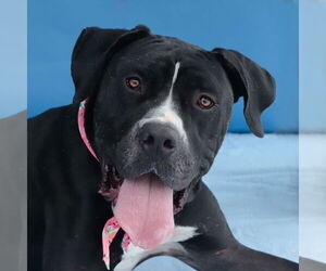 Mutt Dogs for adoption in Pasadena, CA, USA