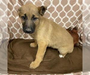 German Shepherd Dog-Unknown Mix Dogs for adoption in Modesto, CA, USA
