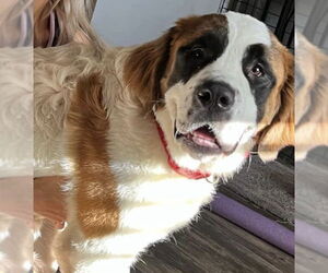 Saint Bernard Dogs for adoption in Columbus, IN, USA