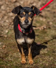 Medium Photo #1 Miniature Pinscher-Unknown Mix Puppy For Sale in Pequot Lakes, MN, USA