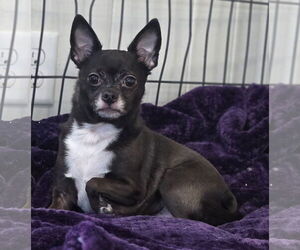 Chihuahua-Unknown Mix Dogs for adoption in Clarkston, MI, USA