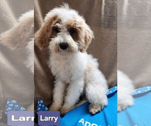 Cavapoo Dogs for adoption in Smithfield, PA, USA