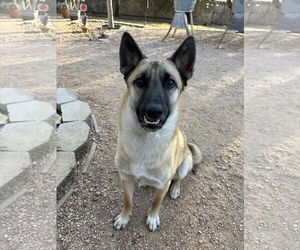 Mutt Dogs for adoption in Stevens Point, WI, USA