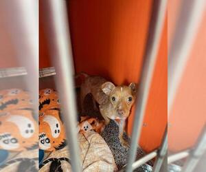 Chihuahua Dogs for adoption in Palmetto, FL, USA
