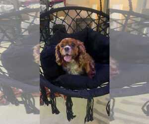 Cavalier King Charles Spaniel Dogs for adoption in Mukwonago, WI, USA