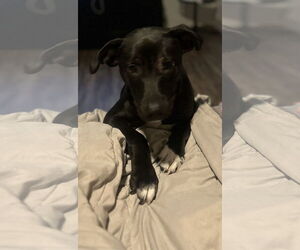 American Staffordshire Terrier-Labrador Retriever Mix Dogs for adoption in McKinney, TX, USA