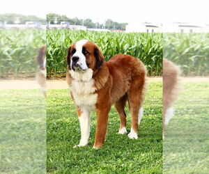 Saint Bernard Dogs for adoption in Evansville, IN, USA