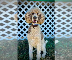Poodle (Standard) Dogs for adoption in Pacolet, SC, USA