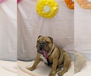 Bulldog Dogs for adoption in Henderson, NV, USA