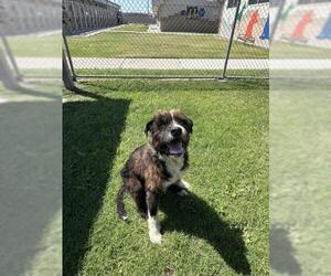 Border Collie-Miniature Schnauzer Mix Dogs for adoption in Corpus Christi, TX, USA