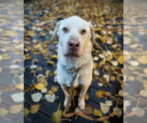 Labrador Retriever Dogs for adoption in Anchorage, AK, USA