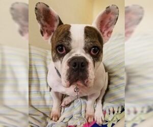 French Bulldog Dogs for adoption in Park Falls, WI, USA