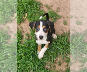 Beagle-Unknown Mix Dogs for adoption in New London, WI, USA