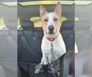 German Shepherd Dog-Unknown Mix Dogs for adoption in Martinsburg, WV, USA