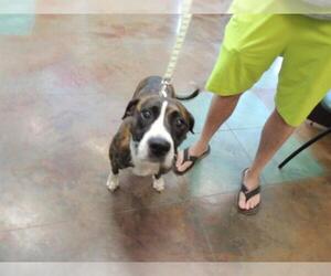 Bullboxer Pit Dogs for adoption in Lacombe, LA, USA