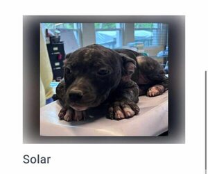 American Pit Bull Terrier-Unknown Mix Dogs for adoption in Martinsburg, WV, USA