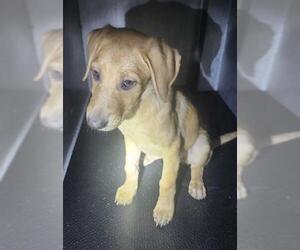 Labrador Retriever-Unknown Mix Dogs for adoption in San Antonio, TX, USA