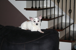 Medium Photo #1 Chihuahua Puppy For Sale in Huntsville, AL, USA