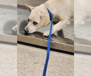 Chihuahua Dogs for adoption in Bakersfield, CA, USA