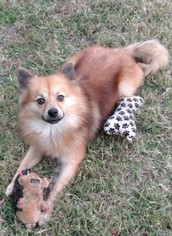 Pomeranian Dogs for adoption in Oviedo, FL, USA