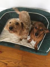 Dachshund Dogs for adoption in Forest, VA, USA