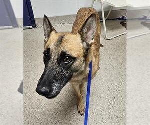 Mutt Dogs for adoption in Bakersfield, CA, USA