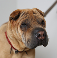 Chinese Shar-Pei Dogs for adoption in Eden Prairie, MN, USA