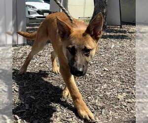 German Shepherd Dog Dogs for adoption in Camarillo, CA, USA
