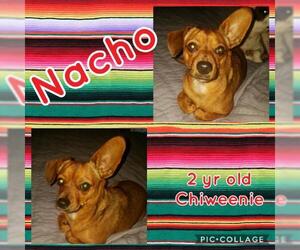 Chiweenie Dogs for adoption in Franklinton, LA, USA