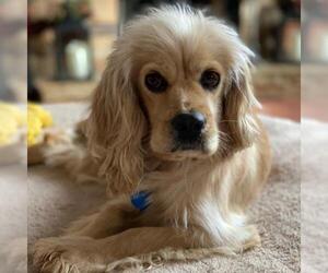 Cavalier King Charles Spaniel Dogs for adoption in San Diego, CA, USA