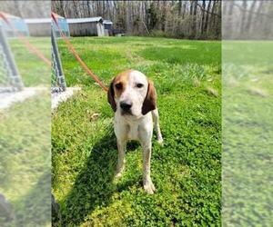 Coonhound Dogs for adoption in Rustburg, VA, USA