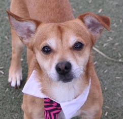 Chihuahua Dogs for adoption in Las Vegas, NV, USA