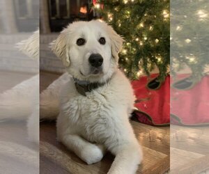 Great Pyrenees Dogs for adoption in Pleasanton, TX, USA