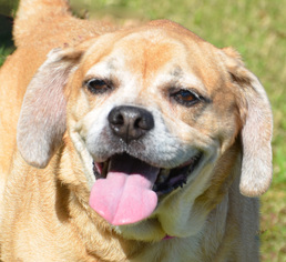 Puggle Dogs for adoption in Englewood, FL, USA