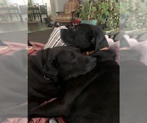 Mutt Dogs for adoption in Louisville, KY, USA