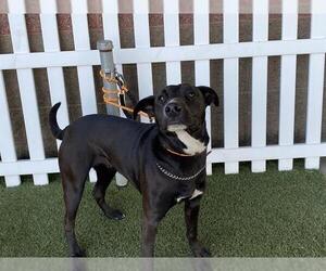 Mutt Dogs for adoption in Modesto, CA, USA