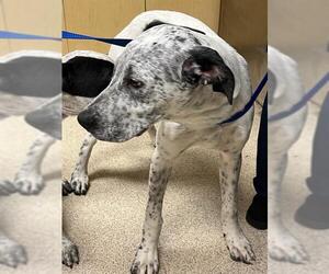 Mutt Dogs for adoption in Riverside, CA, USA