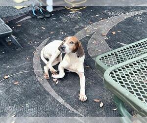 American Foxhound-Unknown Mix Dogs for adoption in Ocala, FL, USA