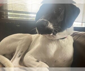 Pointer-Unknown Mix Dogs for adoption in Aurora, IN, USA