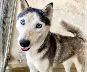 Siberian Husky Dogs for adoption in San Bernardino, CA, USA